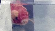 fish no GIF by CBBC