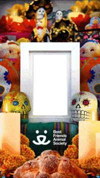 Day Of The Dead Sticker GIF by Best Friends Animal Society