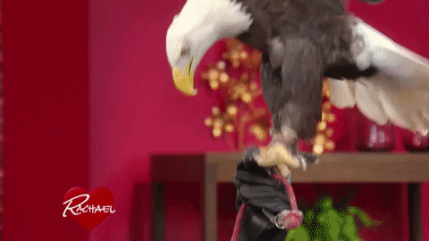 valentine's day love GIF by Rachael Ray Show