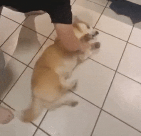 Dog Spin GIF