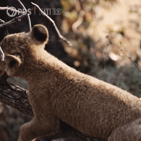 Falls Pbs Nature GIF by Nature on PBS