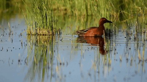 Water Birds GIF by U.S. Fish and Wildlife Service