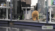 Supply Chain Box GIF by ShipMonk