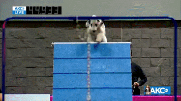 Come On Running GIF by American Kennel Club