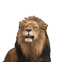 Roar Venice Sticker by Wavents