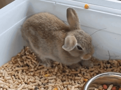 bunny GIF