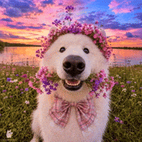 Dog Kisses GIF by Woofzara