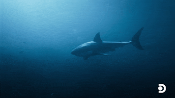 Double Trouble GIF by Shark Week