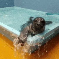 nikotoba splash seal nico niko GIF