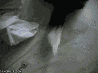 Dog Smiling GIF