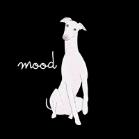 nn_jeaninne mood white nn greyhound GIF