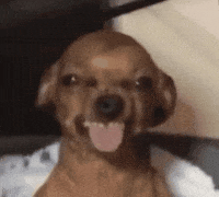 Meme Insiders GIF by K