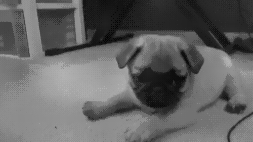 dare slumber GIF