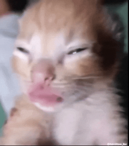 Cat Follow GIF
