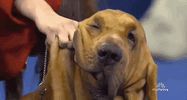 national dog show 2018 GIF by NBC