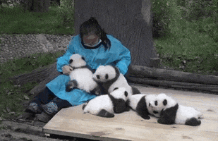 cuteanimalland giphyupload GIF