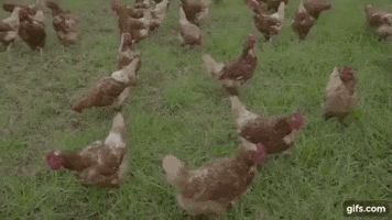 TeamShameless party youtube chicken free GIF
