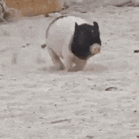 Shiba 柴犬 GIF