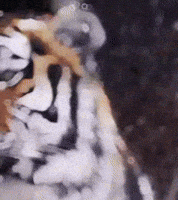 Tiger Shiba GIF