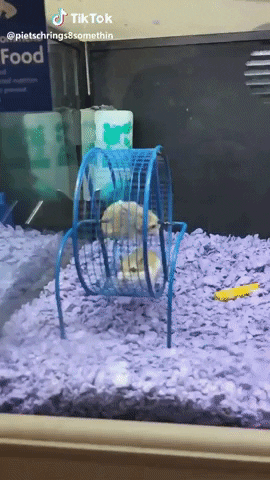 yairmau giphyupload GIF