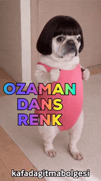 Pug Huseyin GIF
