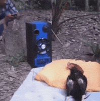 Ey Compa GIF