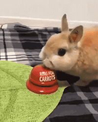 Bunny Bell GIF