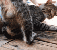 Cat In Heat GIF
