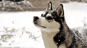 siberian husky dog GIF