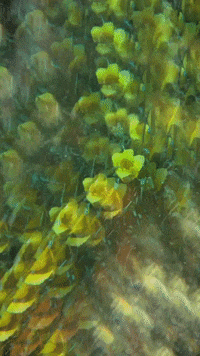 Flowers Spinning GIF by Mollie_serena