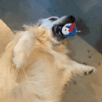 Golden Retriever Dog GIF by Pudgy Penguins