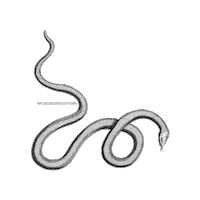 Illustration Slither Sticker by The Wild Curiosity