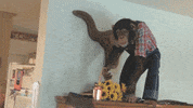 spike tv monkey GIF