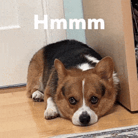 Dog Corgi GIF
