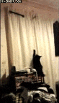 cat jump GIF by Cheezburger