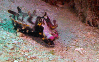 cuttlefish GIF