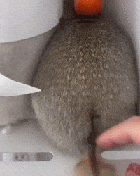 Squirrel GIF