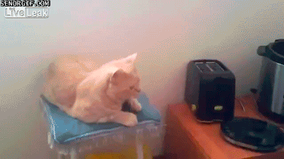 cat toast GIF by Cheezburger