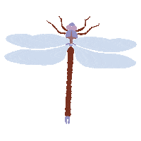Insect Dragonfly Sticker