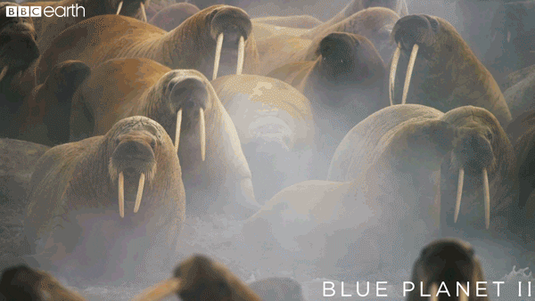 blue planet running GIF by BBC Earth