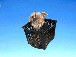 yorkshire fly dog GIF by Design4 web solutions