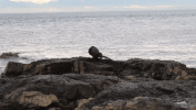 otter pooping GIF