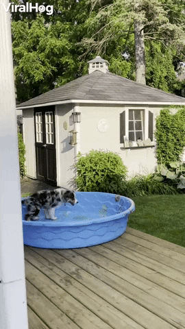 Aussie Puppy Doesnt Need Water To Have Fun GIF by ViralHog