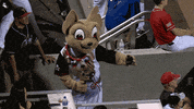 GIF by El Paso Chihuahuas