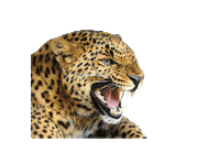 Bce Bigcatenergy Sticker by Tamara Mellon