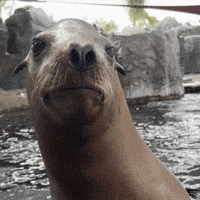 Sea Lion Smile GIF by Aquarium of the Pacific