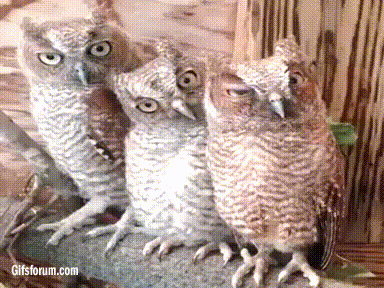 owls parliament GIF