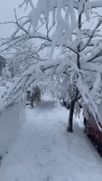 Snowy Branches Create Archways in Alexandria, Virginia, as Winter Storm Hits