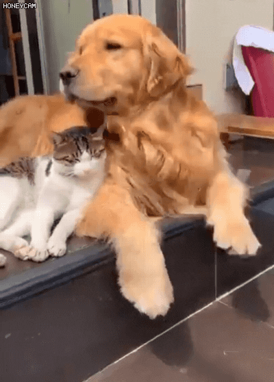 cuteanimalland giphyupload GIF