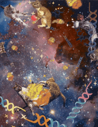 Cats In Space GIF by EMBL